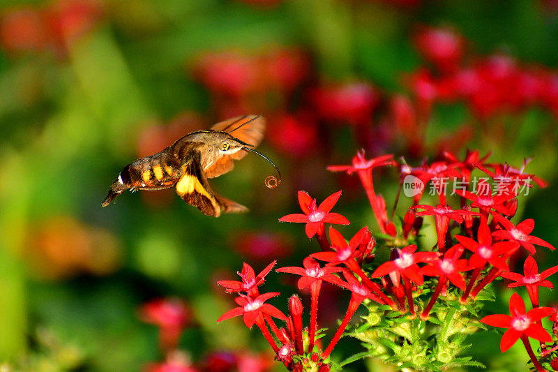 Pentas lanceolata和蜂鸟鹰蛾